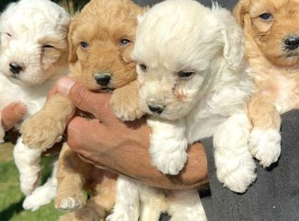 Şirin Maltipoo Yavrularımız