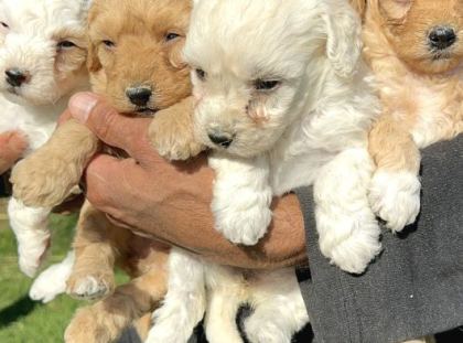 Şirin Maltipoo Yavrularımız
