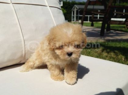 Orji̇nal Tea Cup Malti̇poo Yavrulari̇ Daha Güzeli̇ Yok