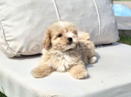 Orji̇nal Tea Cup Malti̇poo Yavrulari̇ Daha Güzeli̇ Yok
