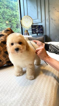 Teddy Surat Kore Kan Maltipoo Yavrularımız