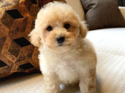 Teddy Surat Kore Kan Maltipoo Yavrularımız