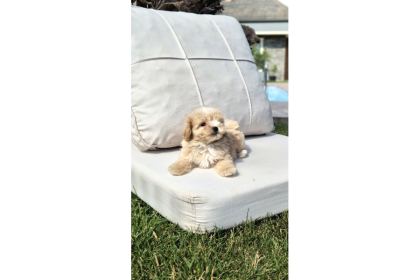 Orji̇nal Tea Cup Malti̇poo Yavrulari̇ Daha Güzeli̇ Yok