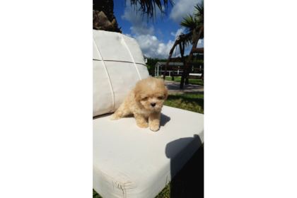 Orji̇nal Tea Cup Malti̇poo Yavrulari̇ Daha Güzeli̇ Yok