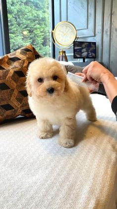 Teddy Surat Kore Kan Maltipoo Yavrularımız