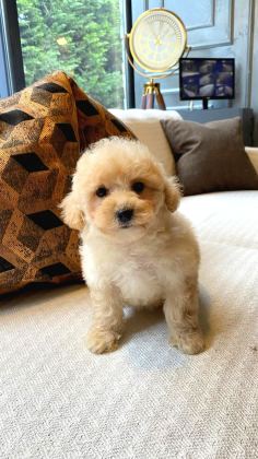 Teddy Surat Kore Kan Maltipoo Yavrularımız