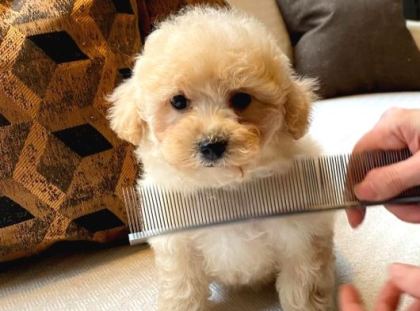 Teddy Surat Kore Kan Maltipoo Yavrularımız