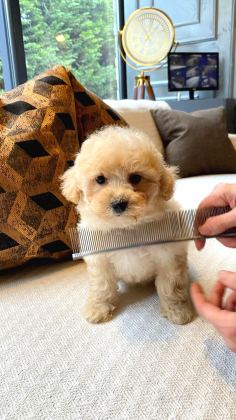 Teddy Surat Kore Kan Maltipoo Yavrularımız