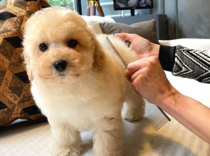 Teddy Surat Kore Kan Maltipoo Yavrularımız
