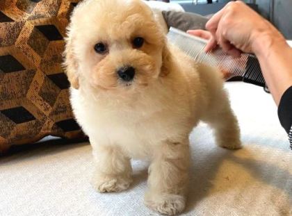 Teddy Surat Kore Kan Maltipoo Yavrularımız