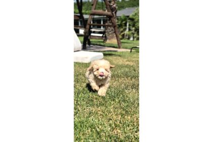 Orji̇nal Tea Cup Malti̇poo Yavrulari̇ Daha Güzeli̇ Yok