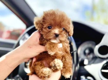 Maltipoo Ultra Mini Safkan Bebeklerimiz