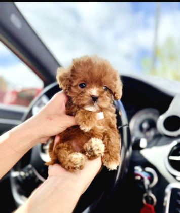 Maltipoo Ultra Mini Safkan Bebeklerimiz