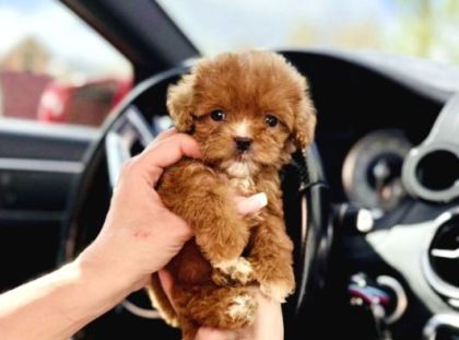 Maltipoo Ultra Mini Safkan Bebeklerimiz