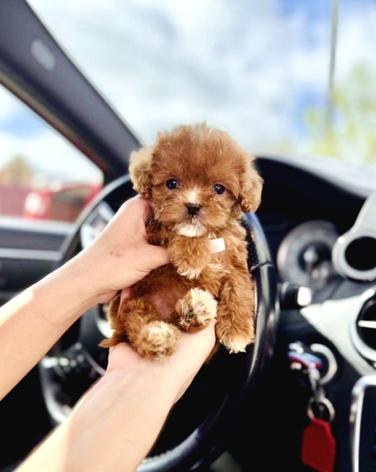 Maltipoo Ultra Mini Safkan Bebeklerimiz