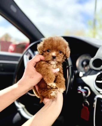 Maltipoo Ultra Mini Safkan Bebeklerimiz