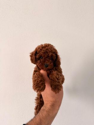 TOY POODLE YAVRULAR SAFKAN IRK GARANTİLİ