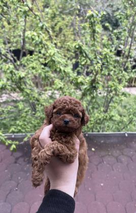 TOY POODLE YAVRULAR SAFKAN IRK GARANTİLİ