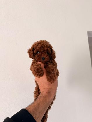 TOY POODLE YAVRULAR SAFKAN IRK GARANTİLİ