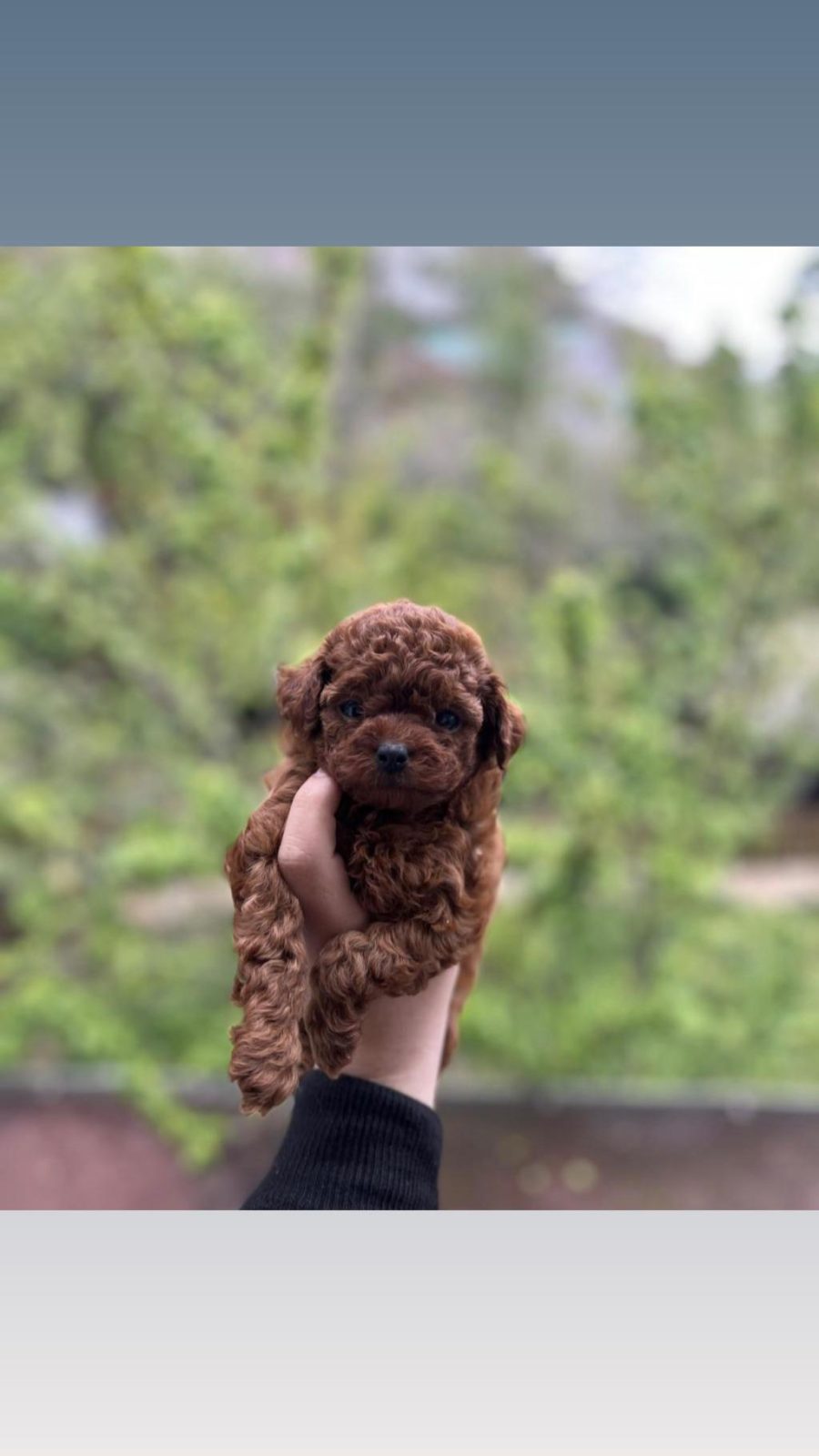 TOY POODLE YAVRULAR SAFKAN IRK GARANTİLİ