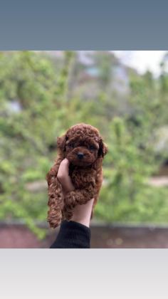 TOY POODLE YAVRULAR SAFKAN IRK GARANTİLİ