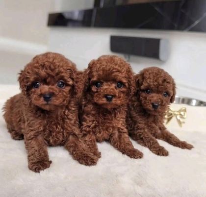 TOY POODLE YAVRULAR SAFKAN IRK GARANTİLİ