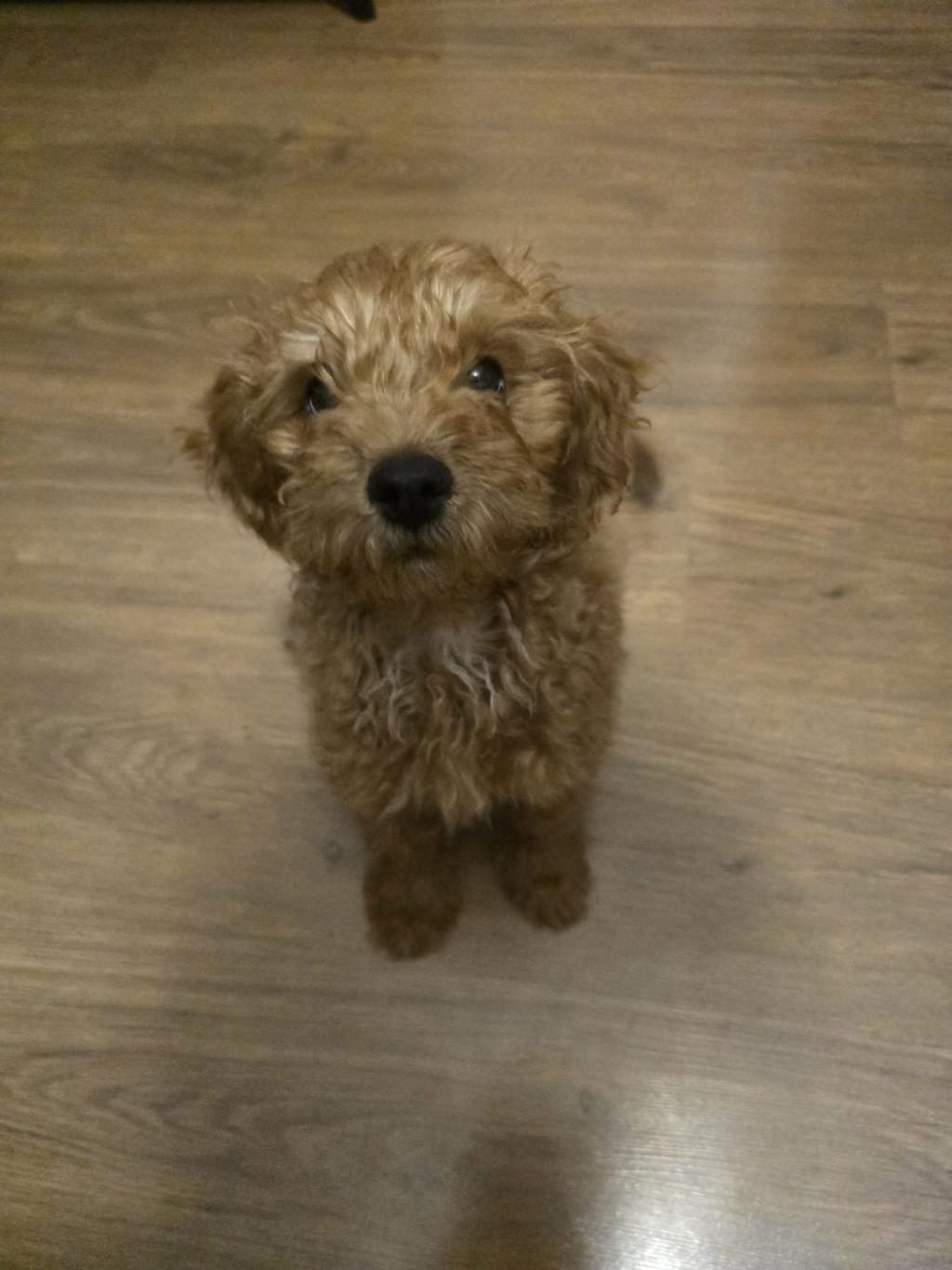 TOY POODLE YAVRUMUZA YENİ YUVA ARIYORUZ