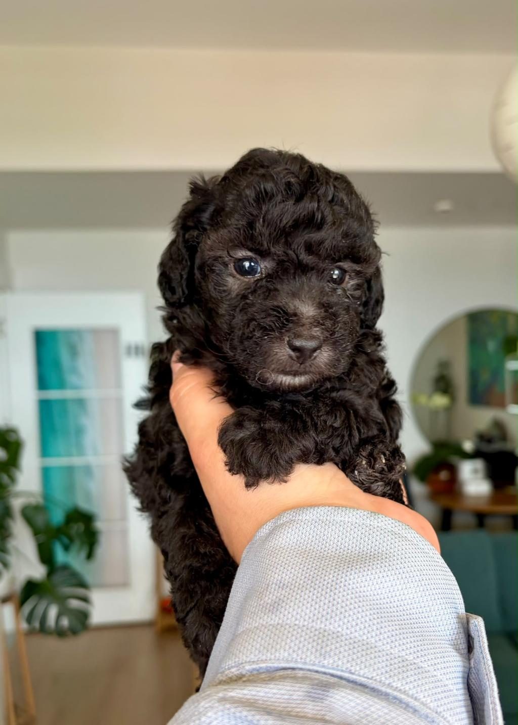 SİLVER TOY POODLE SHOW SEVİYE