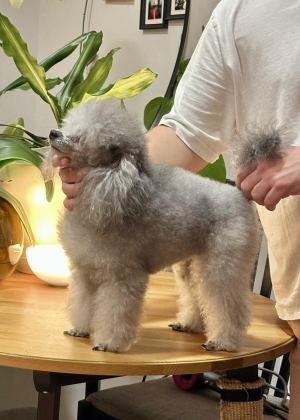 SİLVER TOY POODLE SHOW SEVİYE