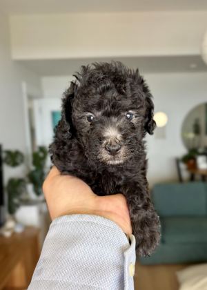 SİLVER TOY POODLE SHOW SEVİYE