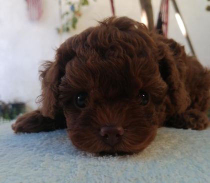 TEDDY FACE TOY POODLE