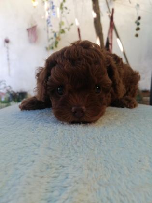 TEDDY FACE TOY POODLE