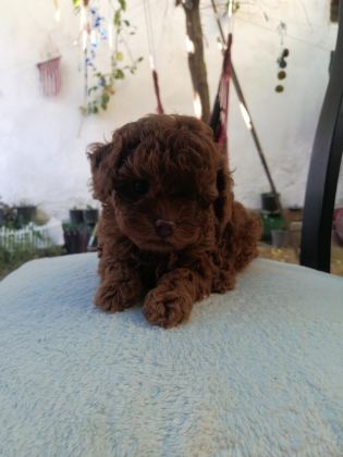 TEDDY FACE TOY POODLE