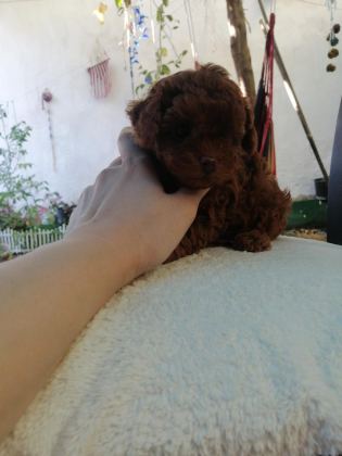 TEDDY FACE TOY POODLE