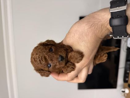 ANNE ALTINDAN RED BROWN TOY POODLE