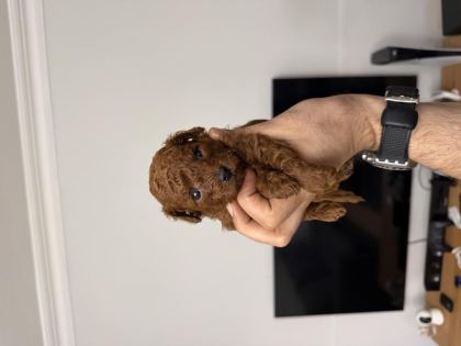 ANNE ALTINDAN RED BROWN TOY POODLE