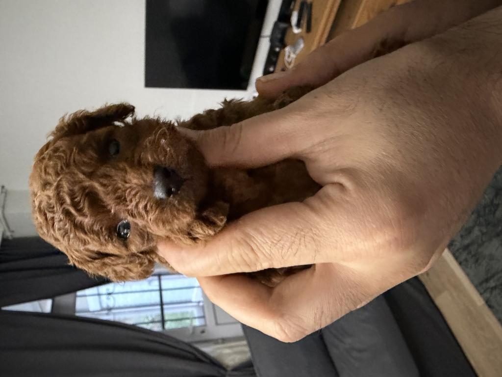 ANNE ALTINDAN RED BROWN TOY POODLE