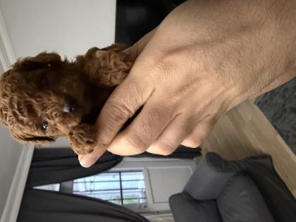 ANNE ALTINDAN RED BROWN TOY POODLE