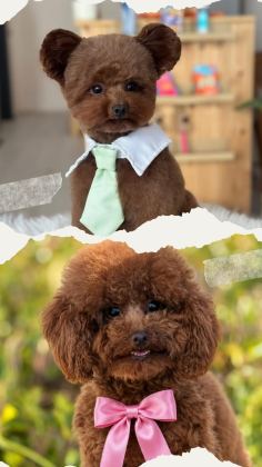 BABA KOREDEN GELDİ ANNE ŞECERE BELGELİ SAFKAN KÖPEKLER