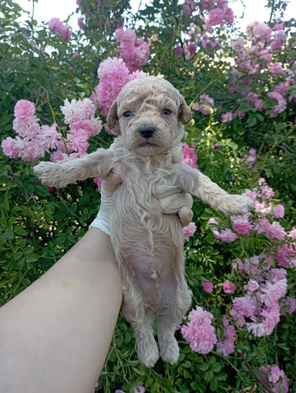 APRİCOT POODLE YAVRULARIMIZ 60 GÜNLÜK