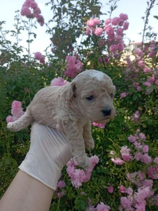 APRİCOT POODLE YAVRULARIMIZ 60 GÜNLÜK