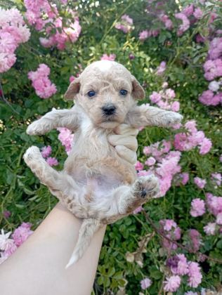 APRİCOT POODLE YAVRULARIMIZ 60 GÜNLÜK