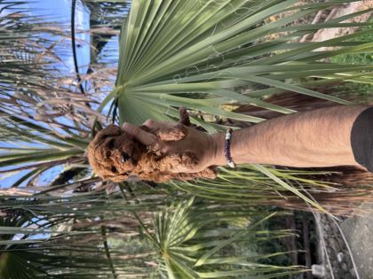 IRK VE SAĞLIK GARANTİLİ POODLE BEBEKLER