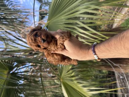 IRK VE SAĞLIK GARANTİLİ POODLE BEBEKLER