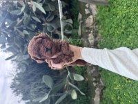 IRK VE SAĞLIK GARANTİLİ POODLE BEBEKLER