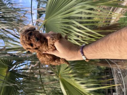 IRK VE SAĞLIK GARANTİLİ POODLE BEBEKLER