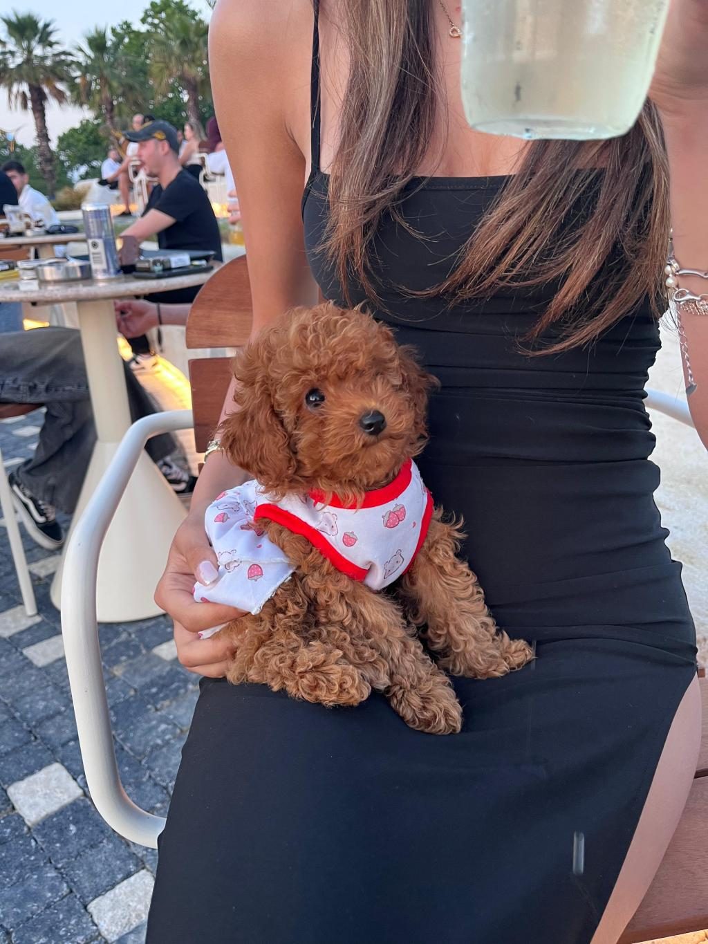 KORE POODLE 2 AYLIK