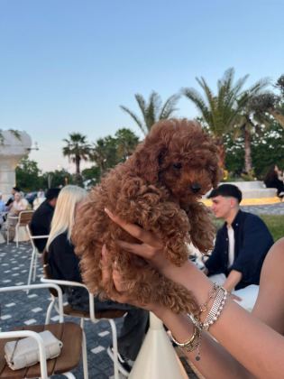 KORE POODLE 2 AYLIK