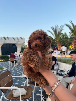 KORE POODLE 2 AYLIK