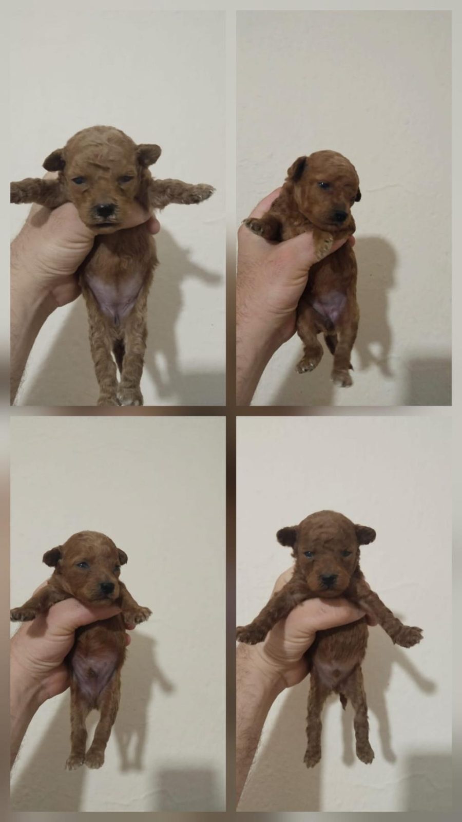 POODLE BEBEKLERİ